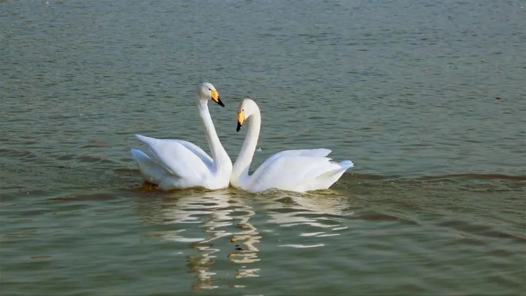 Ұֲ | ֲֶ